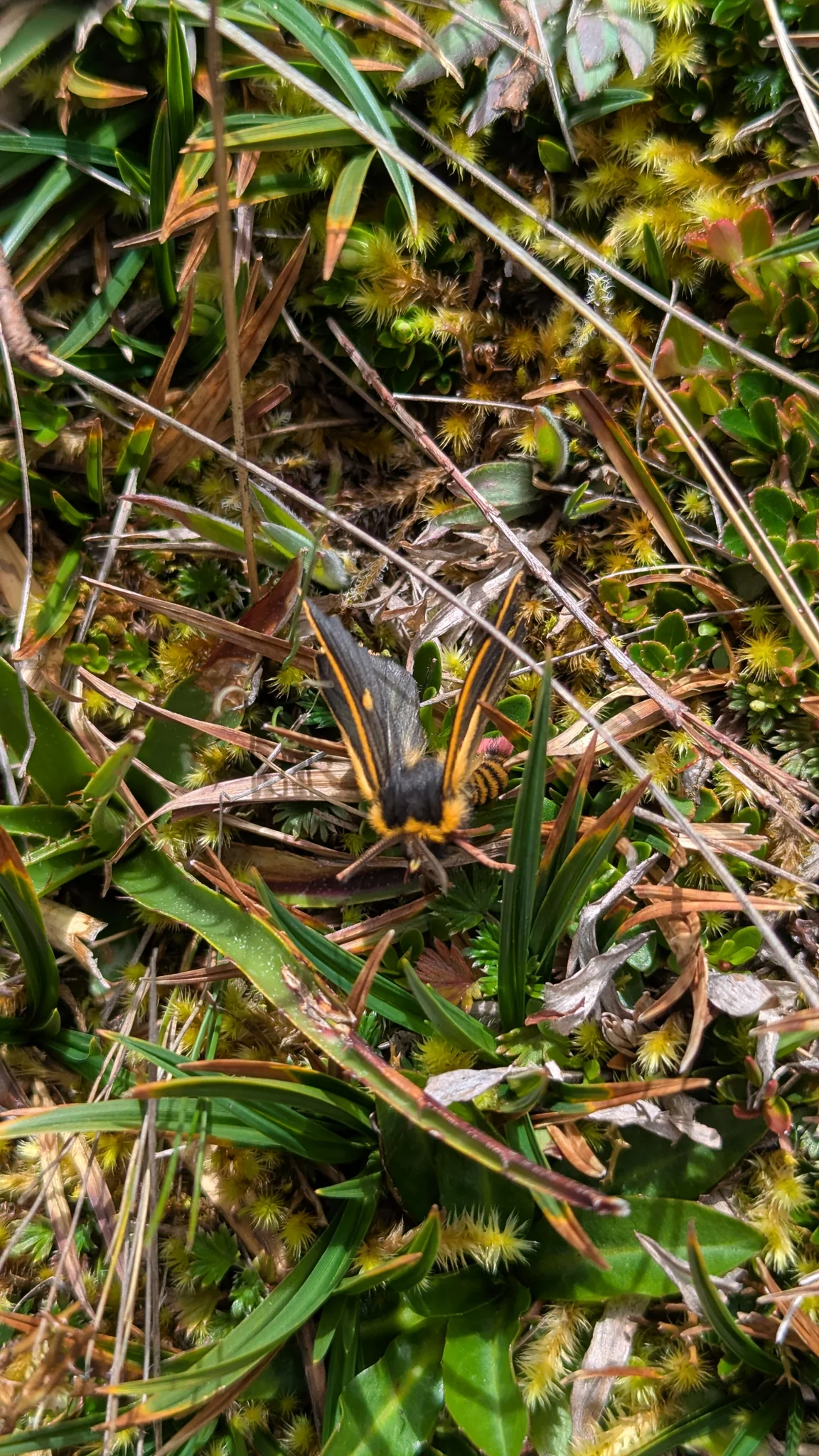 Un insecto oscuro con franjas amarillas descansa entre tallos húmedos del páramo. Su identificación más precisa sigue sin resolverse.