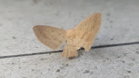 Polilla de color arena sobre baldosas. La identificación más precisa sigue sin confirmarse.