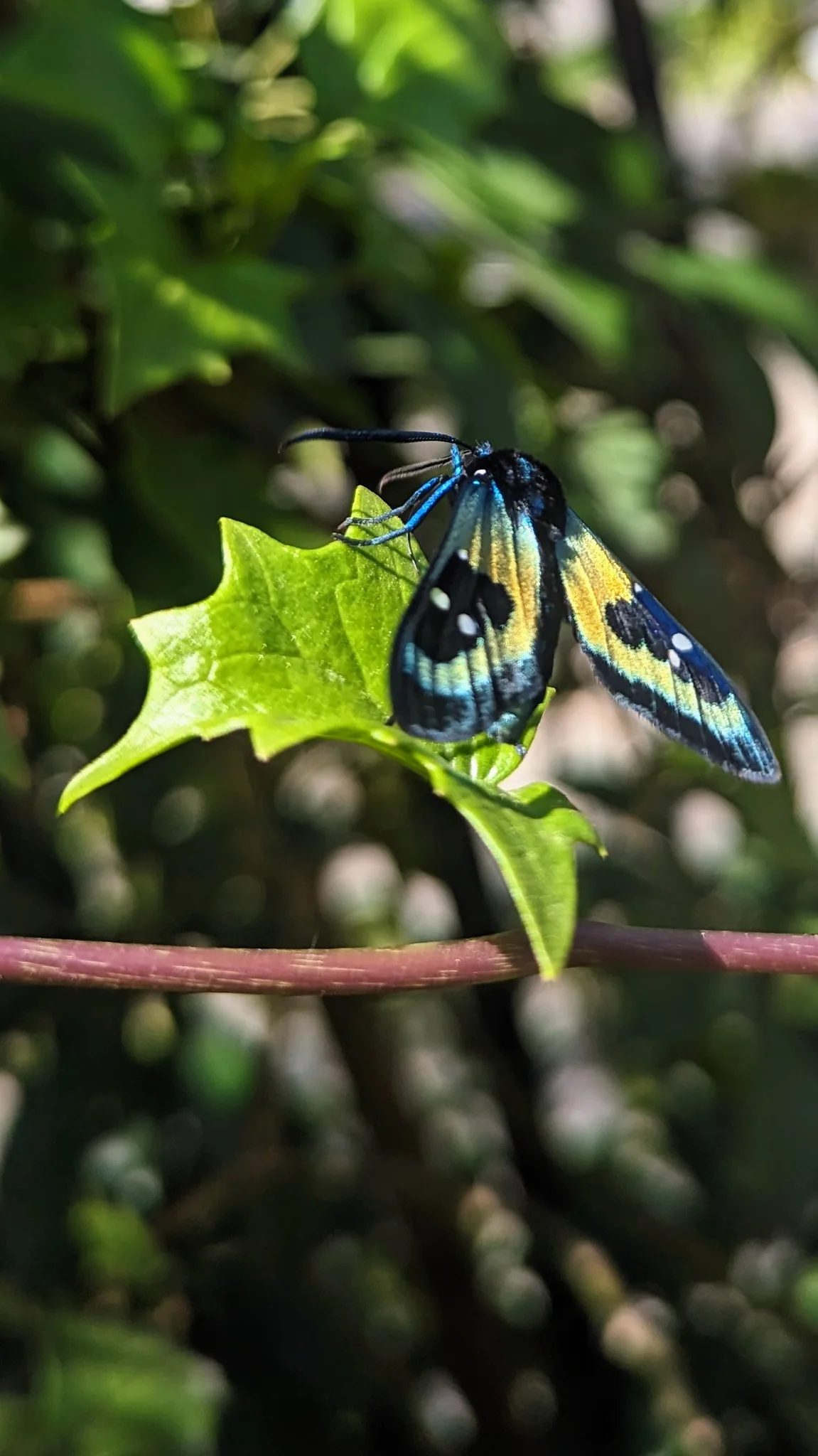 Mariposa de manchas claras en una flor. La identificación más precisa sigue sin confirmarse.