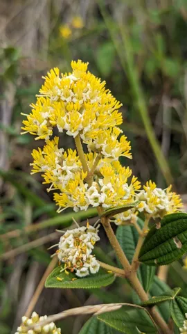 Ramillete de pequeñas flores amarillas. La identificación más precisa sigue sin confirmarse.