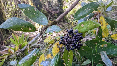 Un grupo de frutos oscuros de Miconia crece entre hojas anchas con venas marcadas.