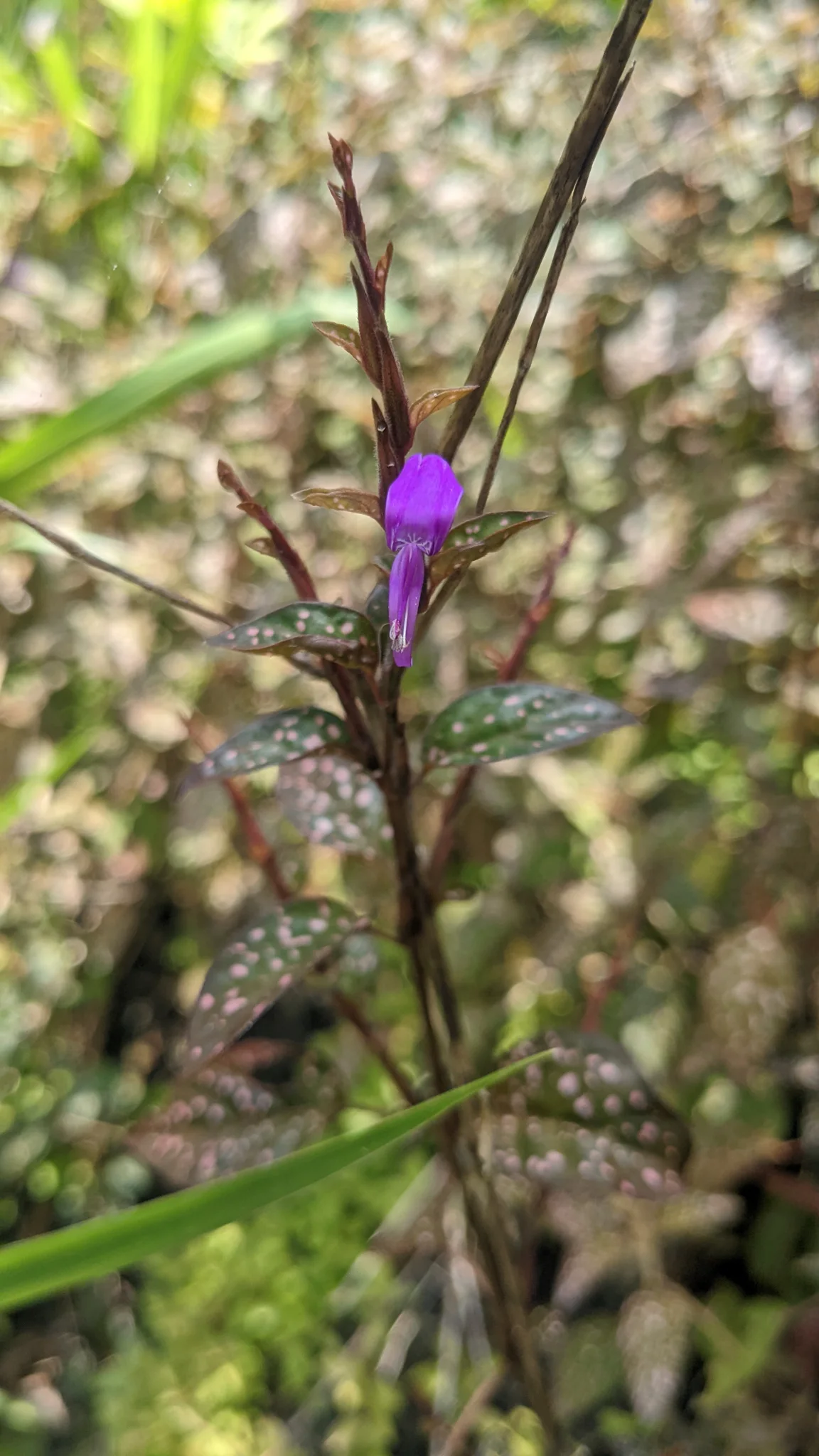 Flor morada sobre una rama leñosa. La identificación más precisa sigue sin confirmarse.