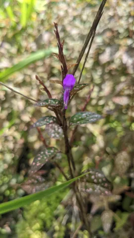 Flor morada sobre una rama leñosa. La identificación más precisa sigue sin confirmarse.