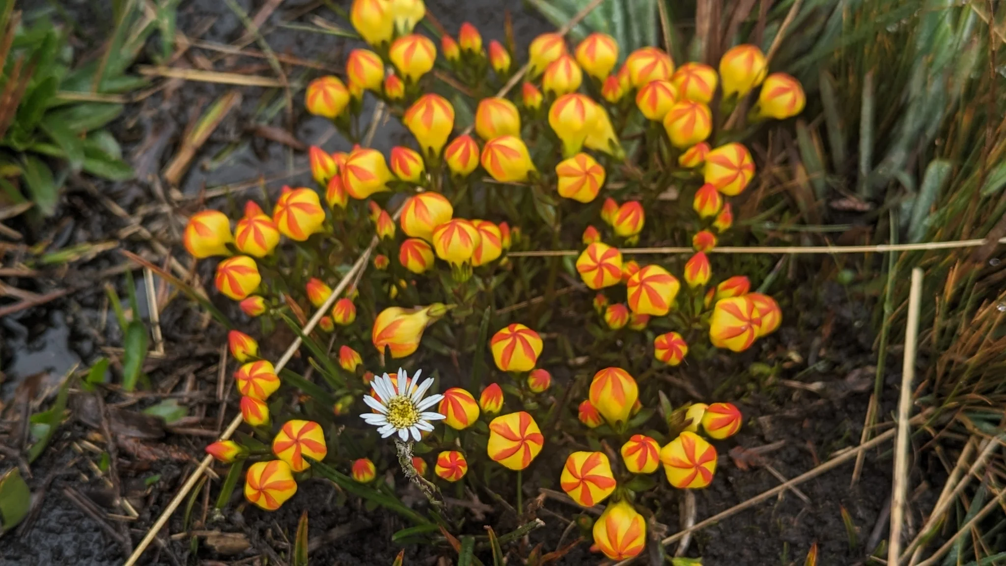 Un cojín de flores anaranjadas